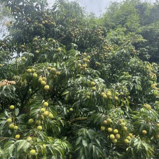 漳州南靖玉荷包荔枝售卖