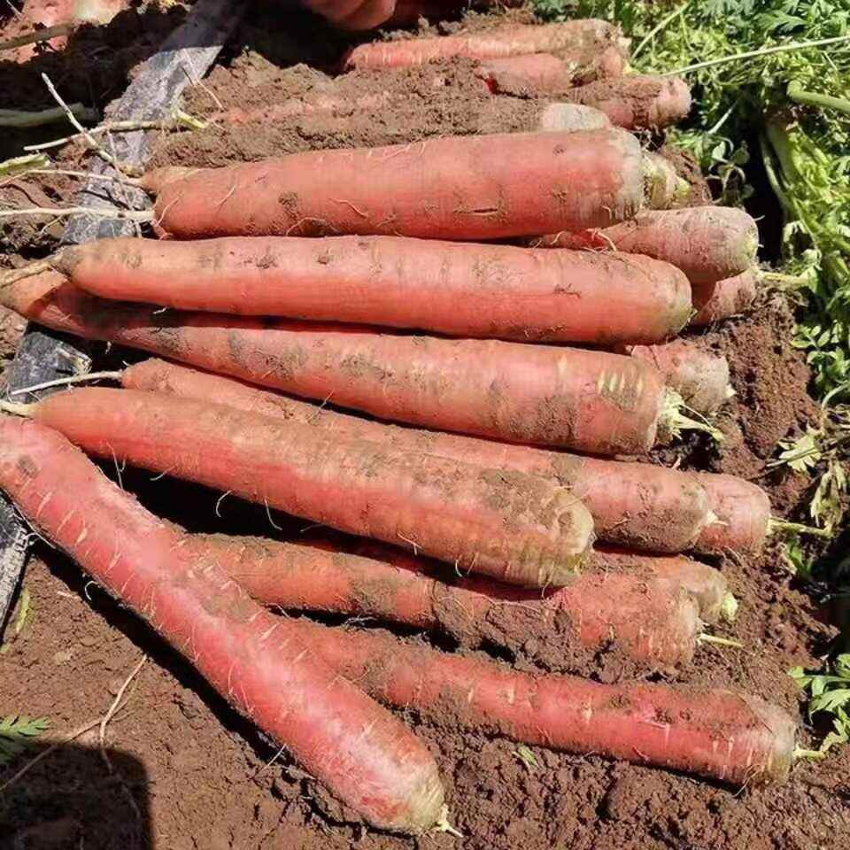 嫣红水果胡萝卜种子甜脆水果萝卜种子夏秋季好吃糖分高蔬菜种子