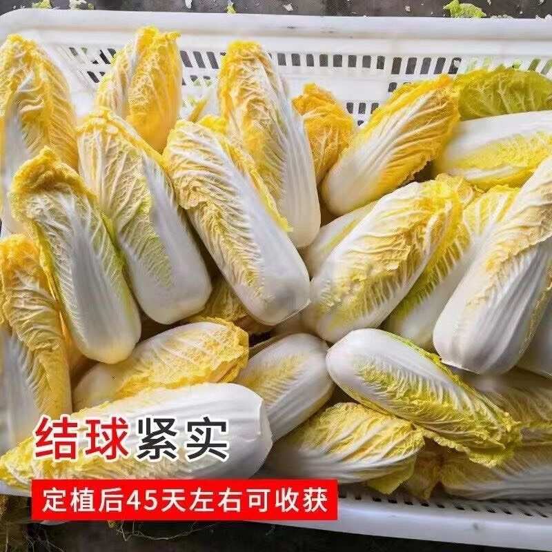 娃娃菜种子小白菜种籽好吃黄心娃娃菜种籽小型白菜四季秋冬季蔬菜