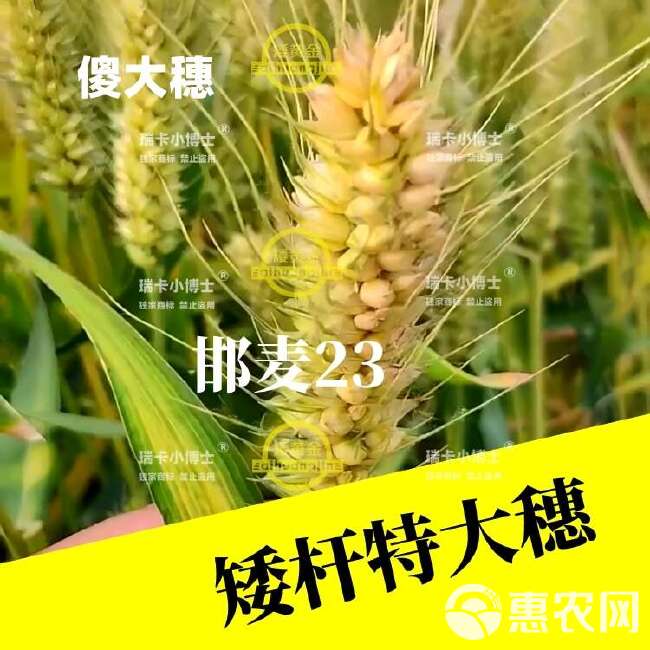 吨粮新品种矮杆特大穗小麦种子抗病抗倒抗寒抗白粉病抗赤霉