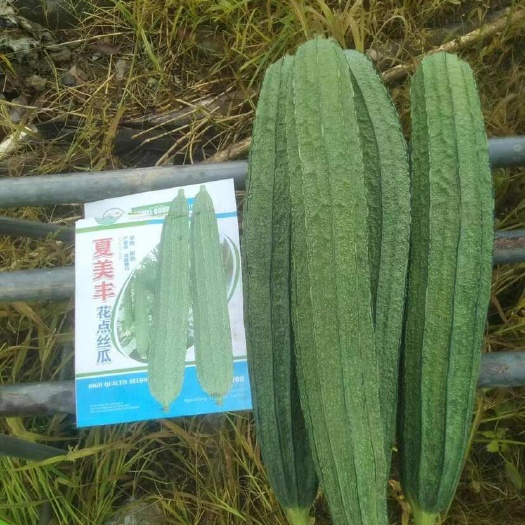 遂溪县夏美丰水果丝瓜种子