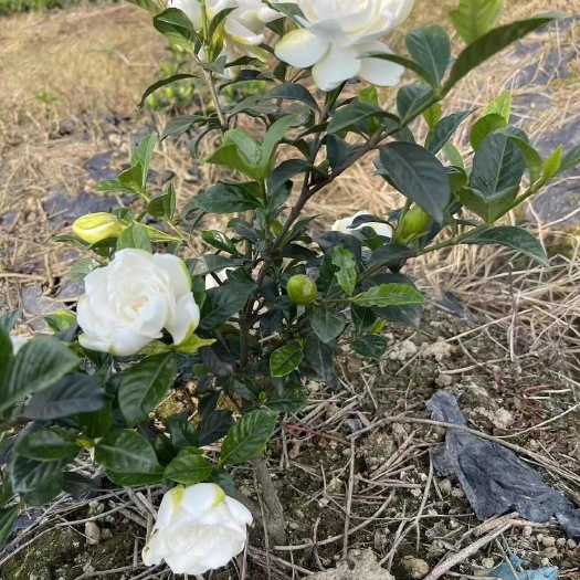 沐川县玫瑰二栀子花苗