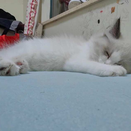 洪湖市布偶猫