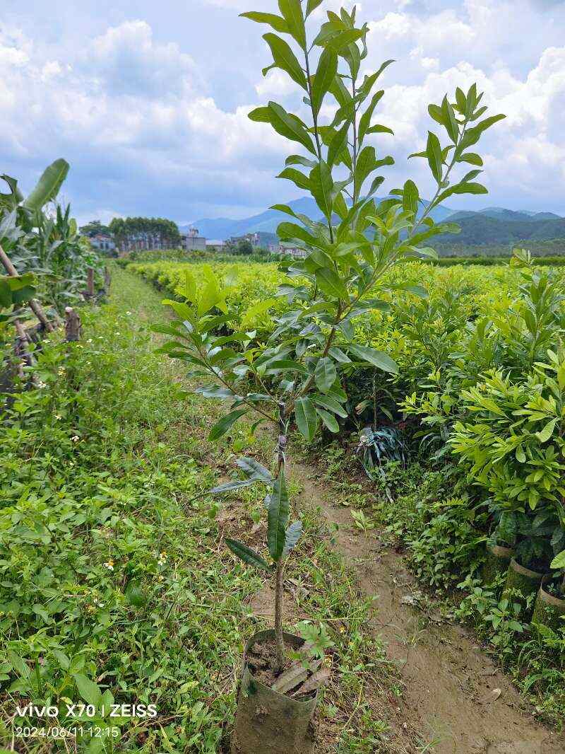 楊梅樹苗