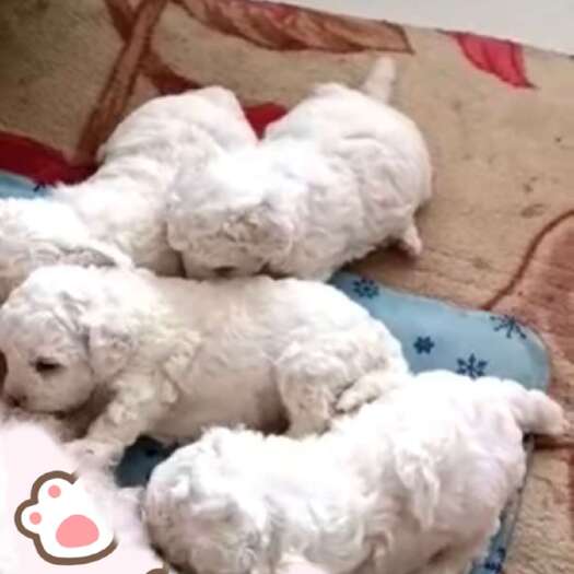 锦州自家繁殖比熊犬