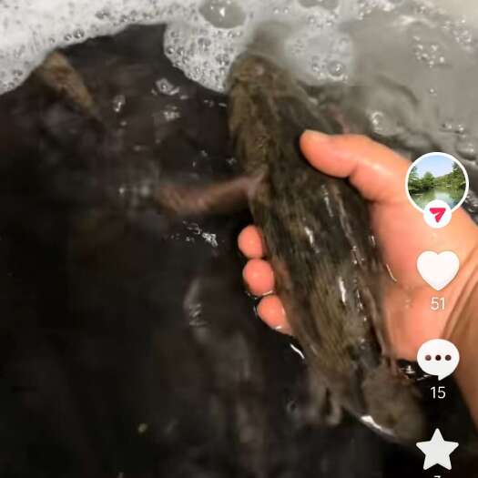 陵水县笋壳鱼
