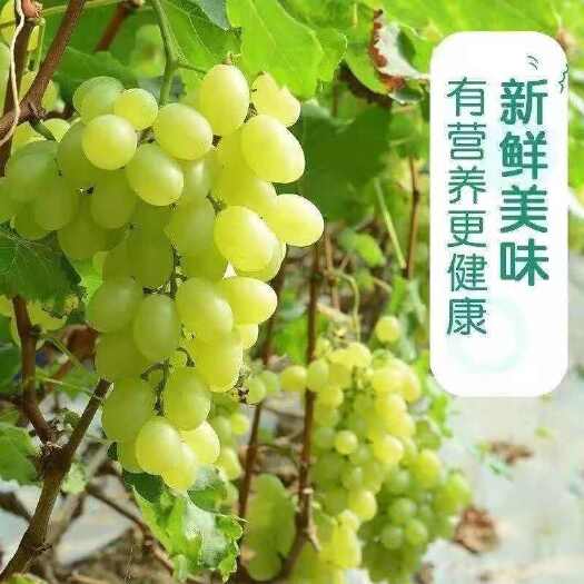 平陆县现摘现发维多利亚青提老人孕妇小孩新鲜水果一整箱包邮