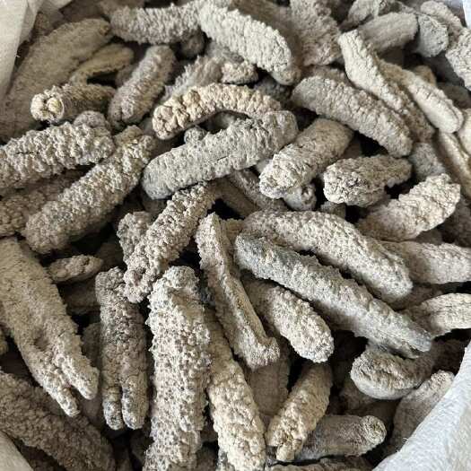 桑岛黄玉参 20头白黄肉海参干货批发 足干淡干 8倍发头