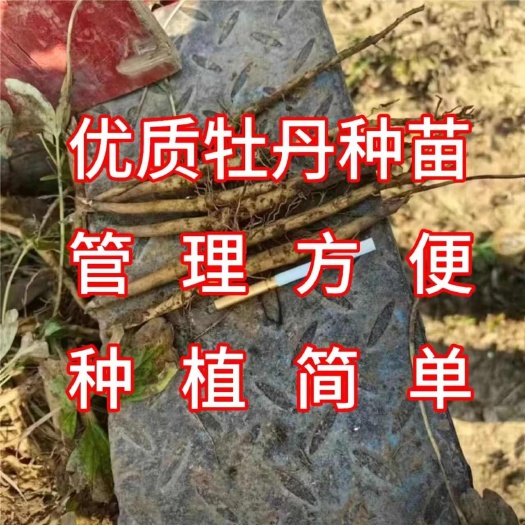 太和县地牡丹苗接受预定，10月即可移栽
