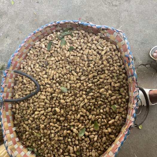 柳州￼ 鲜花生，自己种的，请提前预定，才能要出货
