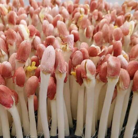 深圳花生芽，长寿芽
