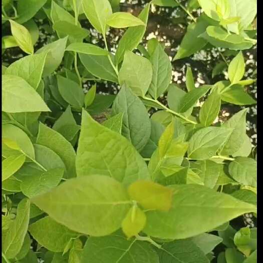 蓝莓苗