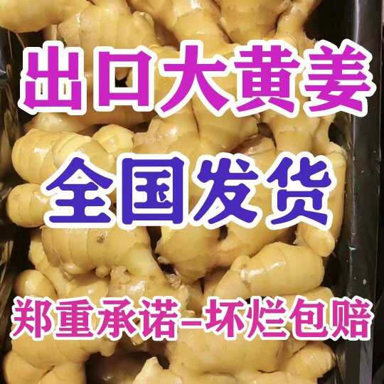 【水洗姜/泥姜/风干姜】 小黄姜 坏烂包赔 全国物流专线代发