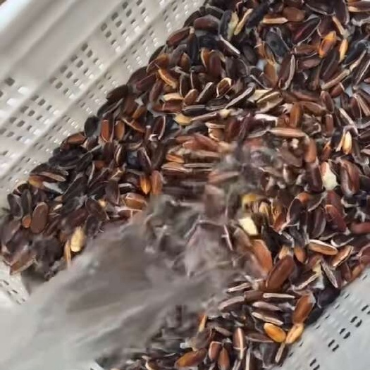 黄晶果种子新鲜种子果实现摘现洗种子
