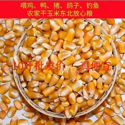 23年东北新玉米粒喂鸡鸭鹅饲料钓鱼打窝粮食玉米粒养鸡