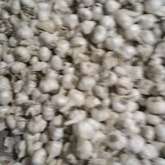 濉溪县白皮大蒜