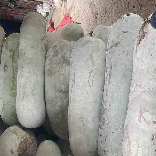 台州白皮冬瓜