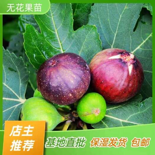 无花果树苗 波姬红苗无花果苗 嫁接苗产地直销【批发】技术指导