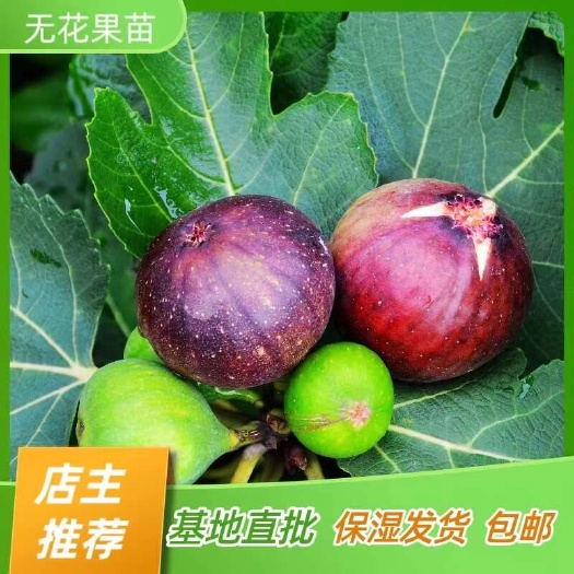简阳市无花果树苗 波姬红苗无花果苗 嫁接苗产地直销【批发】技术指导
