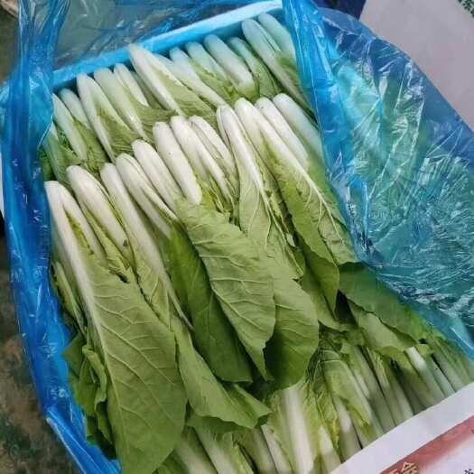 快白菜