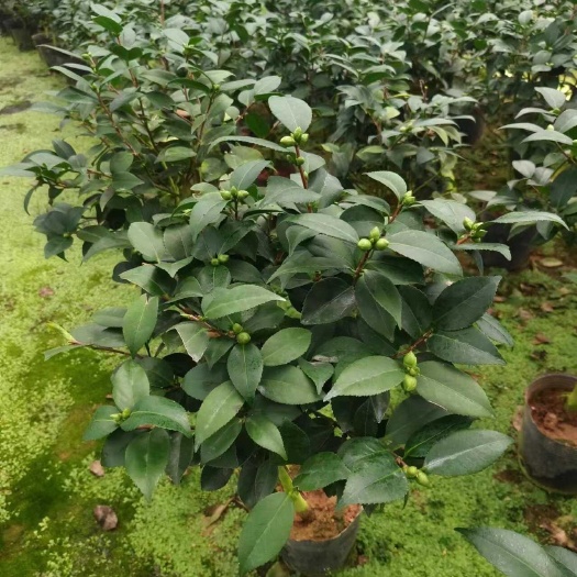 漳平市19，21杯香妃供货中，基地直发