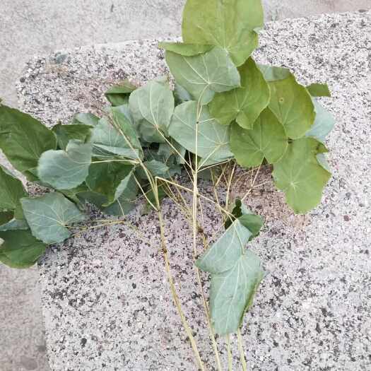 嵩县小圆叶淫羊藿 高含量淫羊藿