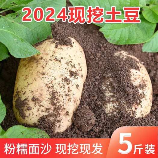 临洮县定西马铃薯  甘肃定西土豆5斤包邮新鲜马铃薯洋芋