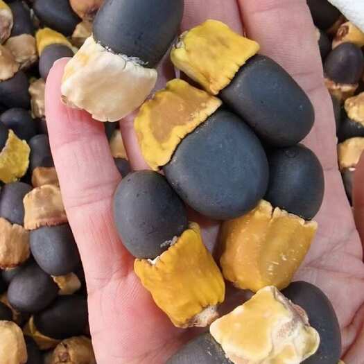 玉林中药材马牙果 缅茄原籽 阴阳果 菩提子