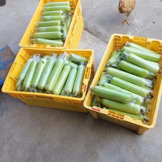 新化县白玉丝瓜