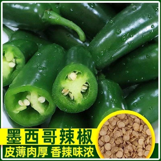 邵东市港椒种子香辣贡椒泡椒种籽子弹头墨西哥辣椒种子腌制咸菜蔬菜种孑