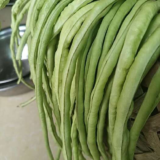 洞口县自家种植天然农产品长豆角