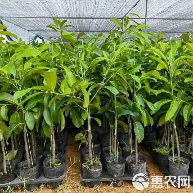 黑柿巧克力布丁嫁接盆栽庭院阳台种植绿植四季开花原盆