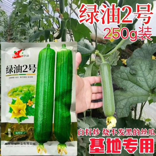 宿迁绿领绿油2号丝瓜种子 中早熟杂交丝瓜种子
