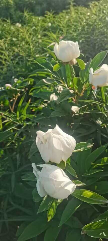 清原县赤芍种子