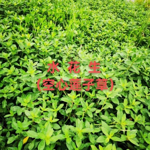 水花生（空心莲子草）