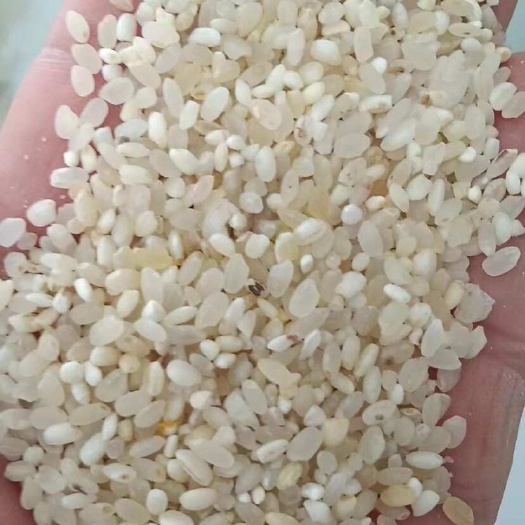 天津过机色选黄米