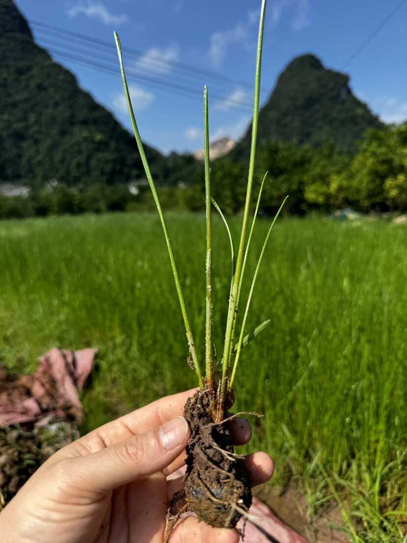 荸荠种苗广西桂林荔浦马蹄苗桂蹄3号种子苗水果马蹄苗
