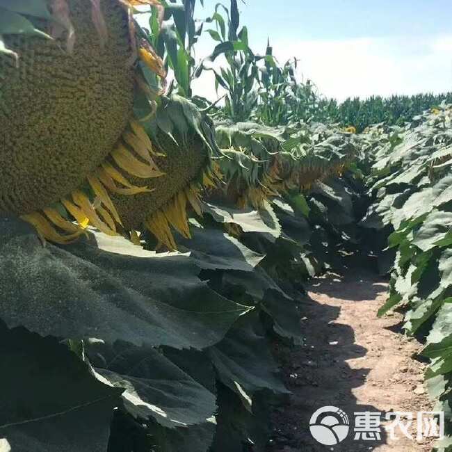 矮大头油葵种子矮杆榨油向日葵种籽抗倒伏防鸟害含有率高抗病