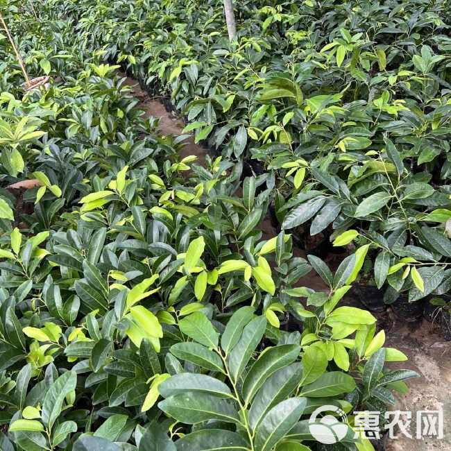 黑柿巧克力布丁嫁接盆栽庭院阳台种植绿植四季开花原盆