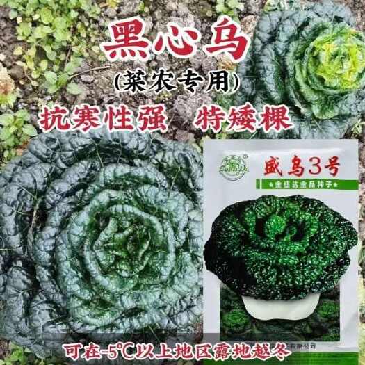 沭阳县金盛达盛乌3号乌塌菜种子杂交黑心乌种籽耐寒秋冬季蔬菜种孑大田