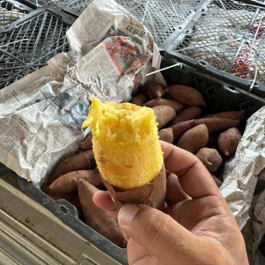 雷州市榴莲蜜薯黄心玛莎莉红薯黄金蜜薯软糯甜红薯