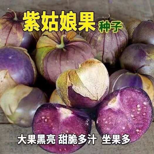 邵东市紫菇娘果种子姑娘果种籽孑紫色水果酸浆挂金灯笼果阳台盆栽可食用