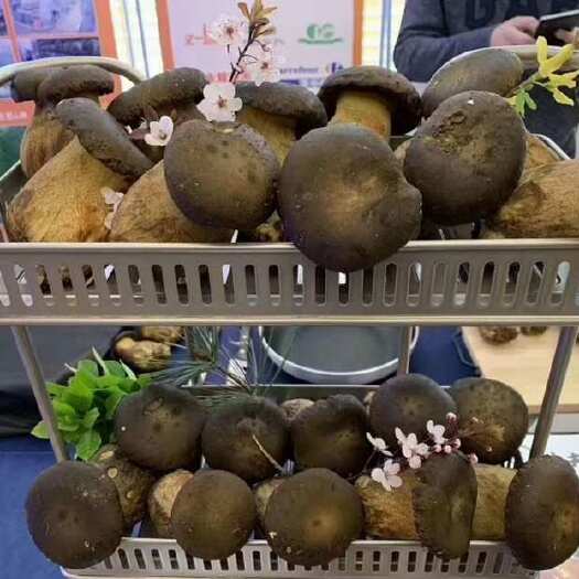 广州黑牛肝菌