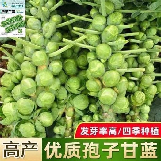 邵东市小包菜种子特色抱子甘蓝包心菜种好吃四季盆栽大田蔬菜种籽苗
