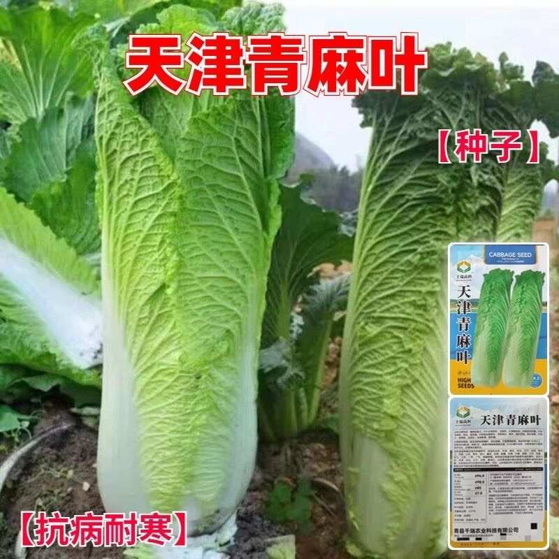 天津青麻叶白菜种子直筒形秋季播蔬菜籽绍菜快菜山东白菜种子