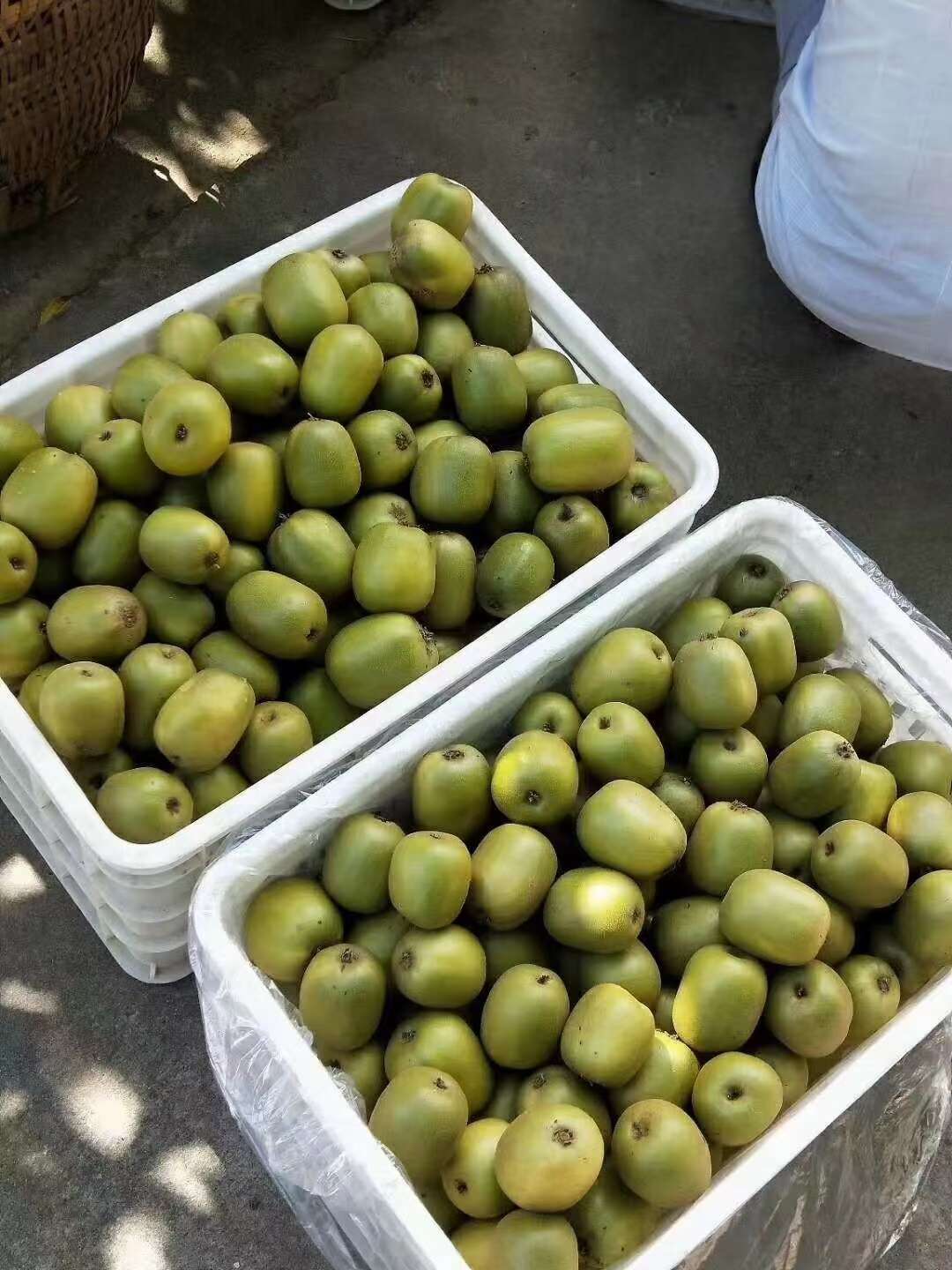 红心猕猴桃四川苍溪现摘现发新鲜水果自产自销原产地