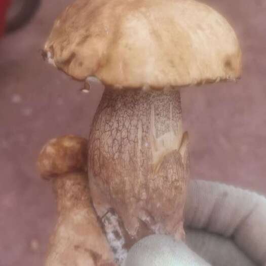  牛肝菌