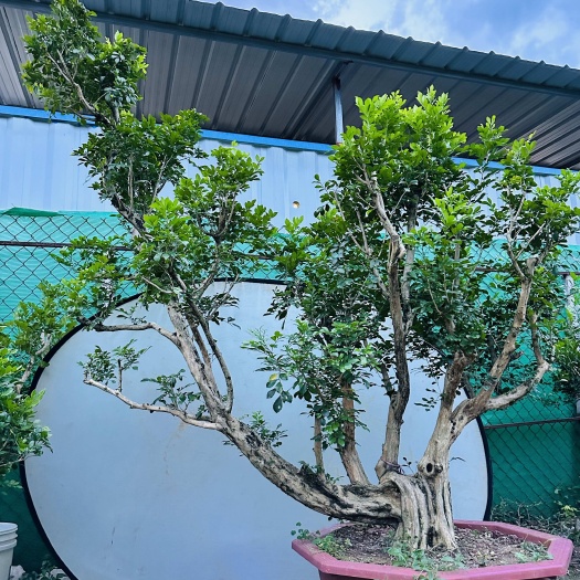 佛山九里香千里香盆栽盆景绿植开花结果叶子四季常青价格低好养活驱蚊