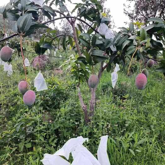 攀枝花凯特芒