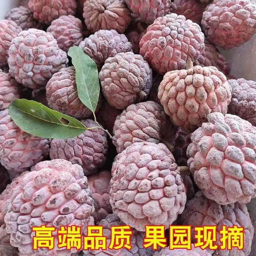 贺州热带水果番荔枝玫瑰红释迦果软糯香甜牛奶释迦摩尼果新鲜批发水果